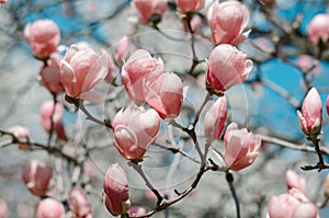 Beautiful magnolia tree blossoms in springtime. Jentle magnolia flower against sunset light