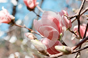 Beautiful magnolia tree blossoms in springtime. Jentle magnolia flower against sunset light