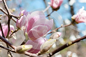 Beautiful magnolia tree blossoms in springtime. Jentle magnolia flower against sunset light