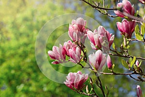 Beautiful magnolia tree blossoms in springtime. Jentle magnolia flower against sunset light.