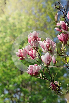 Beautiful magnolia tree blossoms in springtime. Jentle magnolia flower against sunset light.