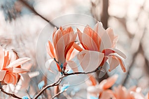 Beautiful magnolia tree blossoms in springtime. Jentle magnolia flower against sunset light.