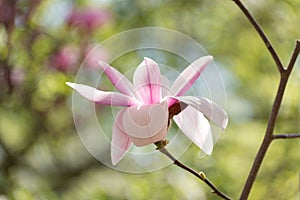 Beautiful magnolia tree blossoms in springtime. Jentle magnolia flower against sunset light.