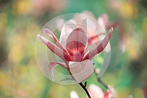 Beautiful magnolia tree blossoms in springtime. Jentle magnolia flower against sunset light.