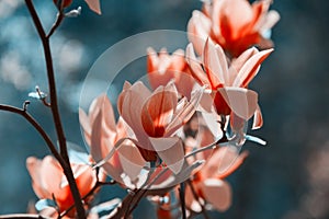 Beautiful magnolia tree blossoms in springtime. Jentle magnolia flower against sunset light.