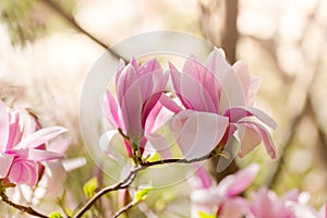 Beautiful magnolia tree blossoms in springtime. Jentle magnolia flower against sunset light.