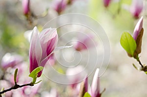 Beautiful magnolia tree blossoms in springtime. Jentle magnolia flower against sunset light.