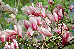 Beautiful magnolia tree blossoms in springtime. Jentle magnolia flower against sunset light.