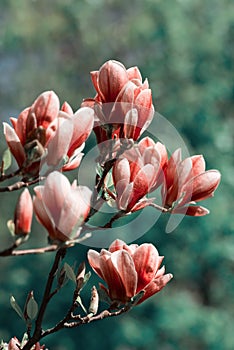 Beautiful magnolia tree blossoms in springtime. Jentle magnolia flower against sunset light.