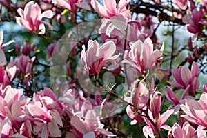 Beautiful magnolia tree blossoms in springtime. Jentle magnolia flower against sunset light.