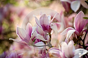 Beautiful magnolia tree blossoms in springtime. Jentle magnolia flower against sunset light.