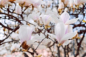 Beautiful magnolia tree blossoms in springtime. Jentle white magnolia flower against sky. Romantic floral background..