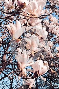 Beautiful magnolia tree blossoms in springtime. Jentle white magnolia flower against sky. Romantic floral background..