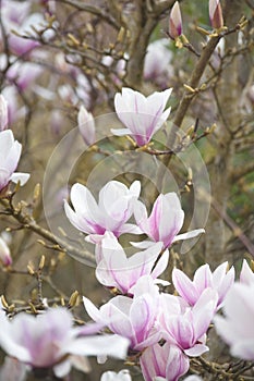 Beautiful magnolia tree, close up of flowers, nature garden flowering plant species