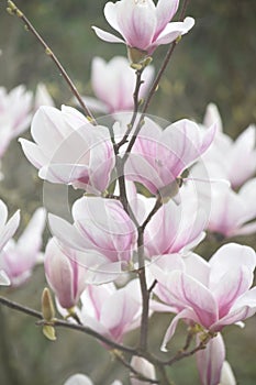 Beautiful magnolia tree, close up of flowers, nature garden flowering plant species