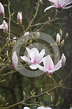 Beautiful magnolia tree, close up of flowers, nature garden flowering plant species