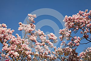 Beautiful magnolia trees in full blossom with pink and white flowers, springtime park background