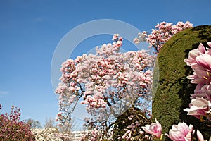 Beautiful magnolia trees in full blossom with pink and white flowers, springtime park background