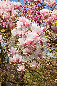 Beautiful magnolia trees in full blossom with pink and white flowers, springtime park background