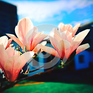 Beautiful Magnolias flower. Artistic look in colors.