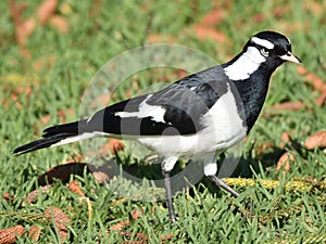 Beautiful Magpie Lark on grass, looking curious