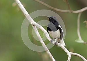 Beautiful Magpie-Robin perched on a tree