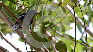 Beautiful magpie robin on tree closeup