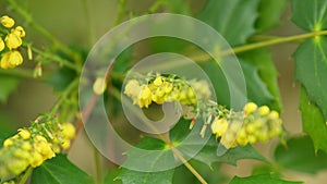 Beautiful Mahonia Aquifolium. Evergreen Bush With Yellow Blossoms. Sunny Spring Day. Close up.