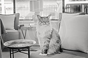 Beautiful Main Coon Cat Sitting On A Chair