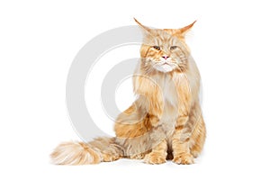 Beautiful maine coon cat