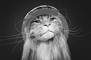 Beautiful maine coon cat in hat