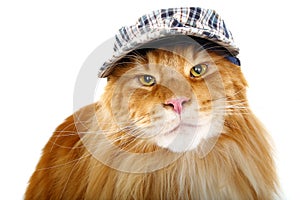 Beautiful maine coon cat in hat