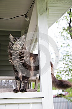 A beautiful Maine Coon cat lies on a wooden railing.