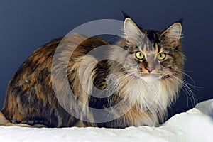 Beautiful Maine Coon Cat Lovely Home Pet Awesome Big Cat Green Eyes Tricolor