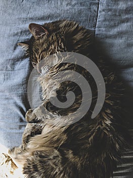 Beautiful maine coon cat sleeping