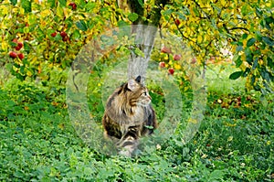 Beautiful Maine Coon cat walking in the garden in green grass under the apple tree with apples