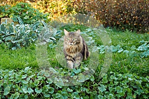 Beautiful Maine Coon cat walking in nature on green grass