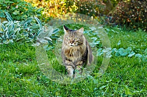 Beautiful Maine Coon cat walking in nature on green grass