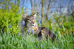 A beautiful Maine Coon cat walks in the garden in flowers