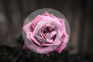 Beautiful Mainzer Fastnacht pink rose