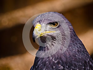 Beautiful majestic bird of prey r as portraits, looking very serious