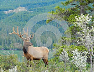 Beautiful majestic Elk