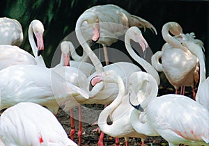 Beautiful and majestic flamingo birds with large beaks