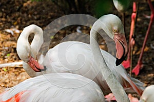 Beautiful and majestic flamingo birds with large beaks