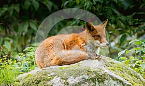 Beautiful majestic fox on the rock by the clearing