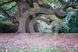 Beautiful Majestic Giant Oak Tree