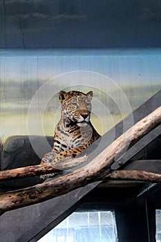 Majestic and beautiful jaguar in relaxing mood