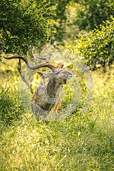 Beautiful majestic Kudu stands in the middle of South Africa`s wilderness. Kruger National Park