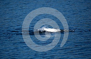 Beautiful majestic mute swan diving