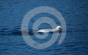 Beautiful majestic mute swan diving